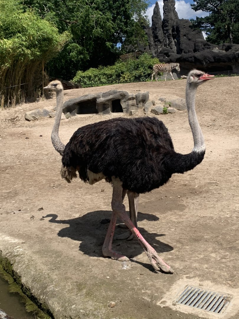South African ostriches