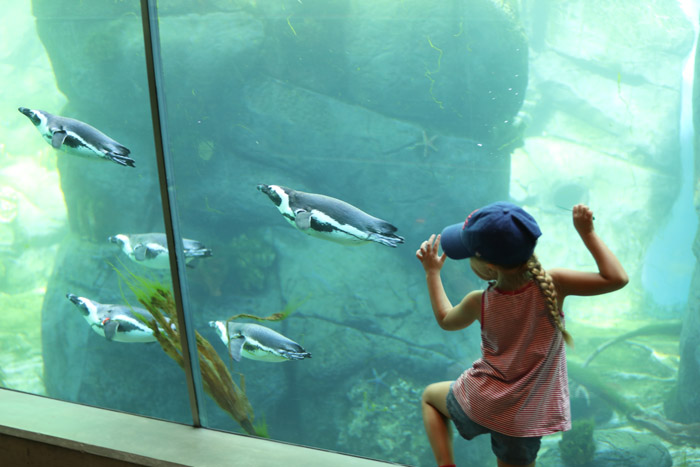 South African penguins