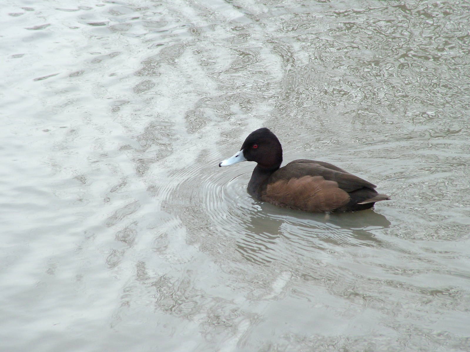 South African Pochard at Slimbridge 06/02/10