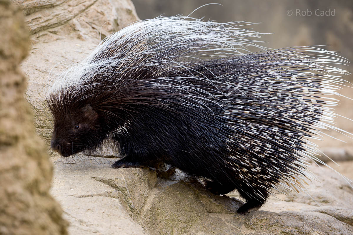 South African porcupine : Cotswold WP : 19 Apr 2015