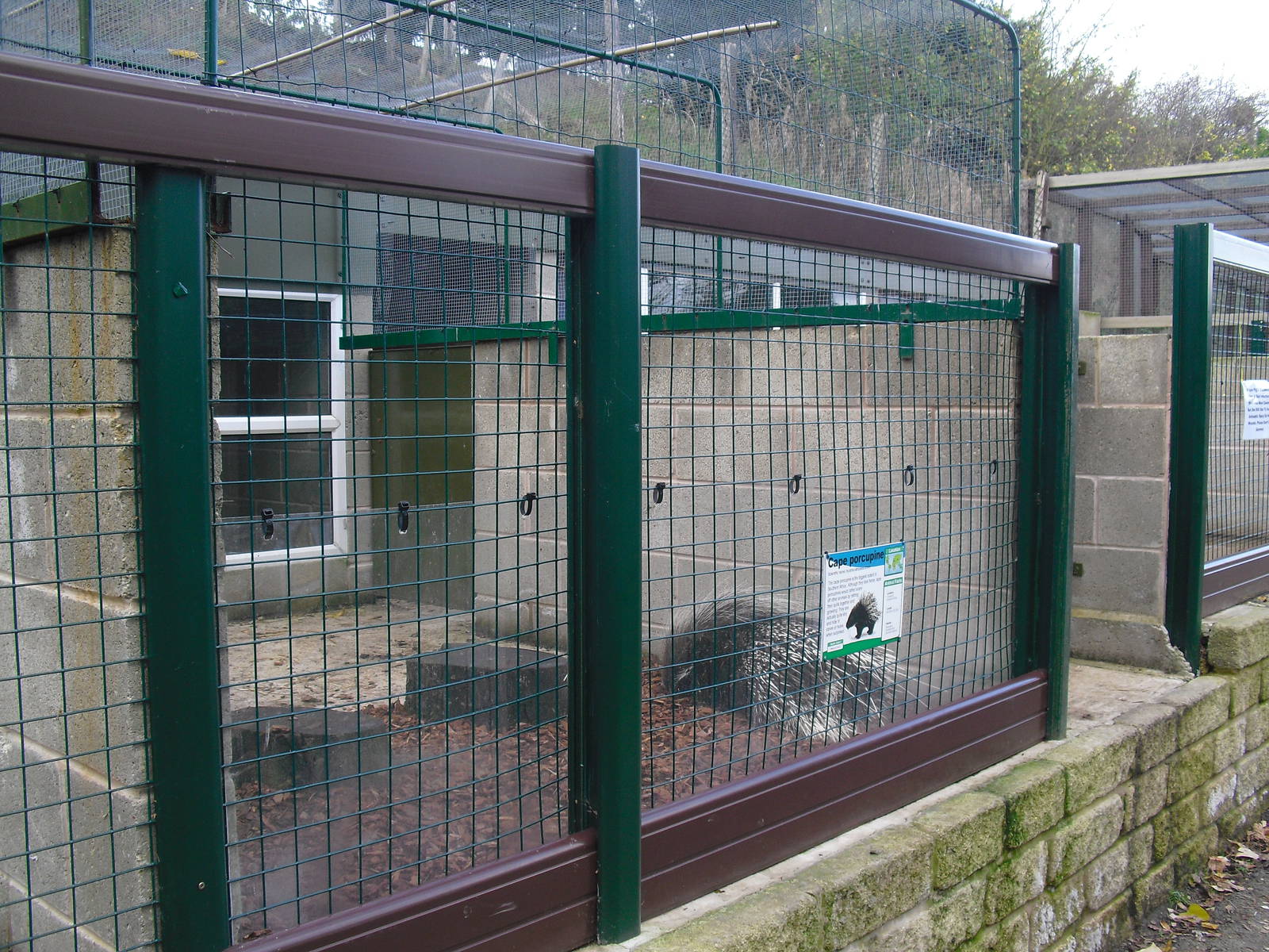 South African Porcupine Enclosure - 16/10/2011