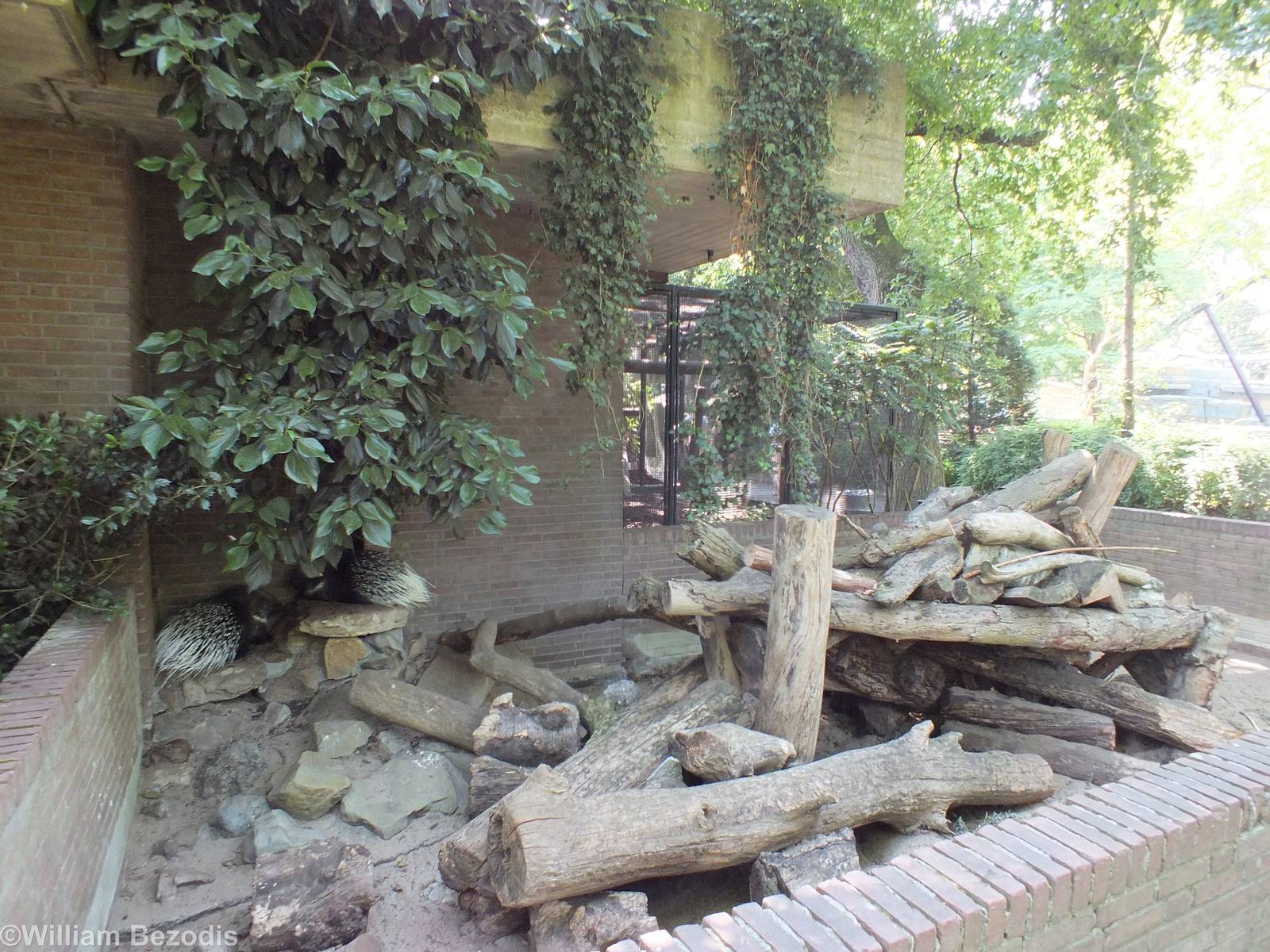 South African Porcupine Enclosure