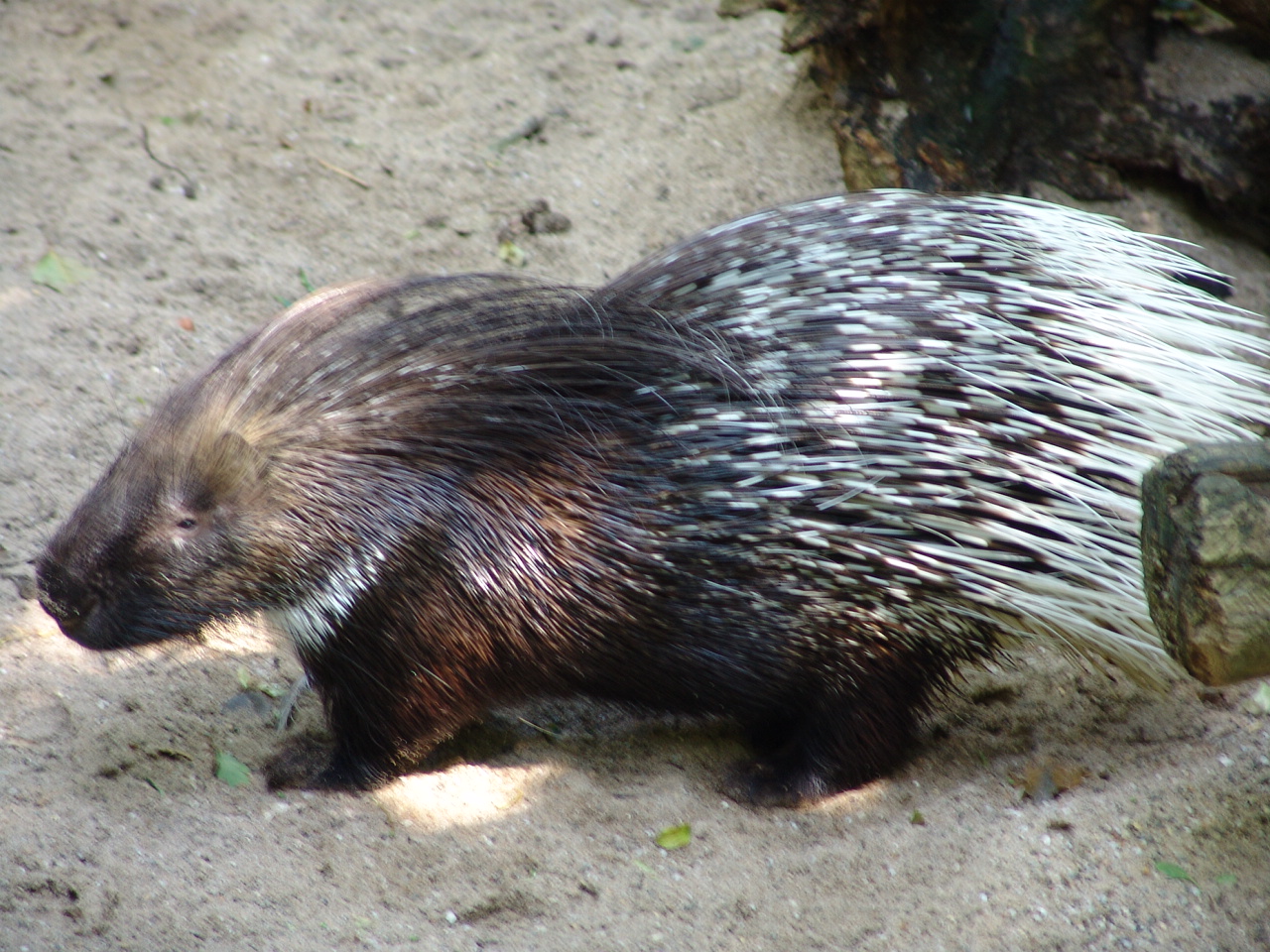 South African Porcupine (Hystrix africaeaustralis)