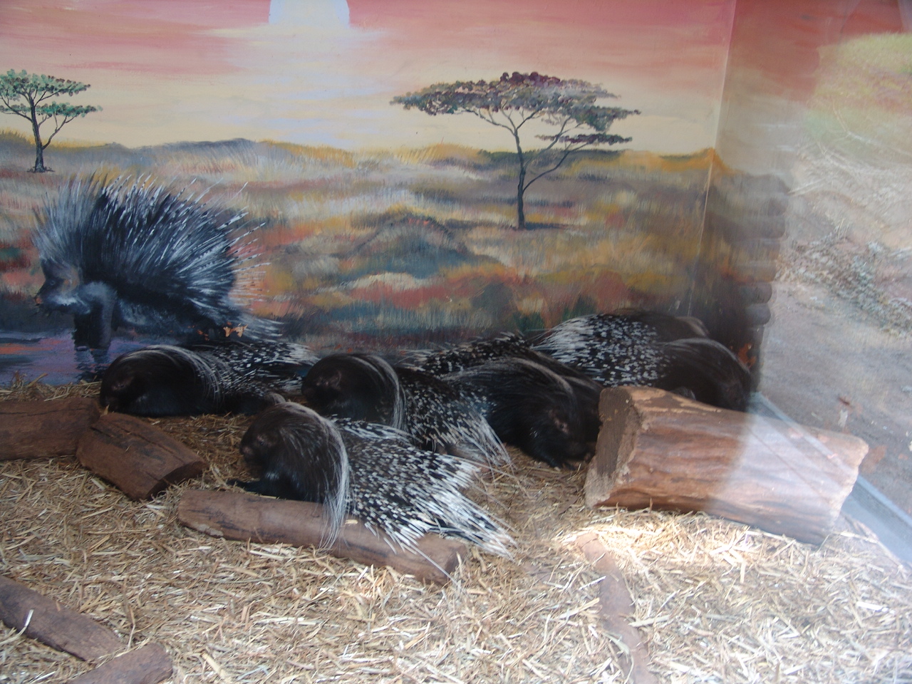 South African Porcupine (Hystrix africaeaustralis)