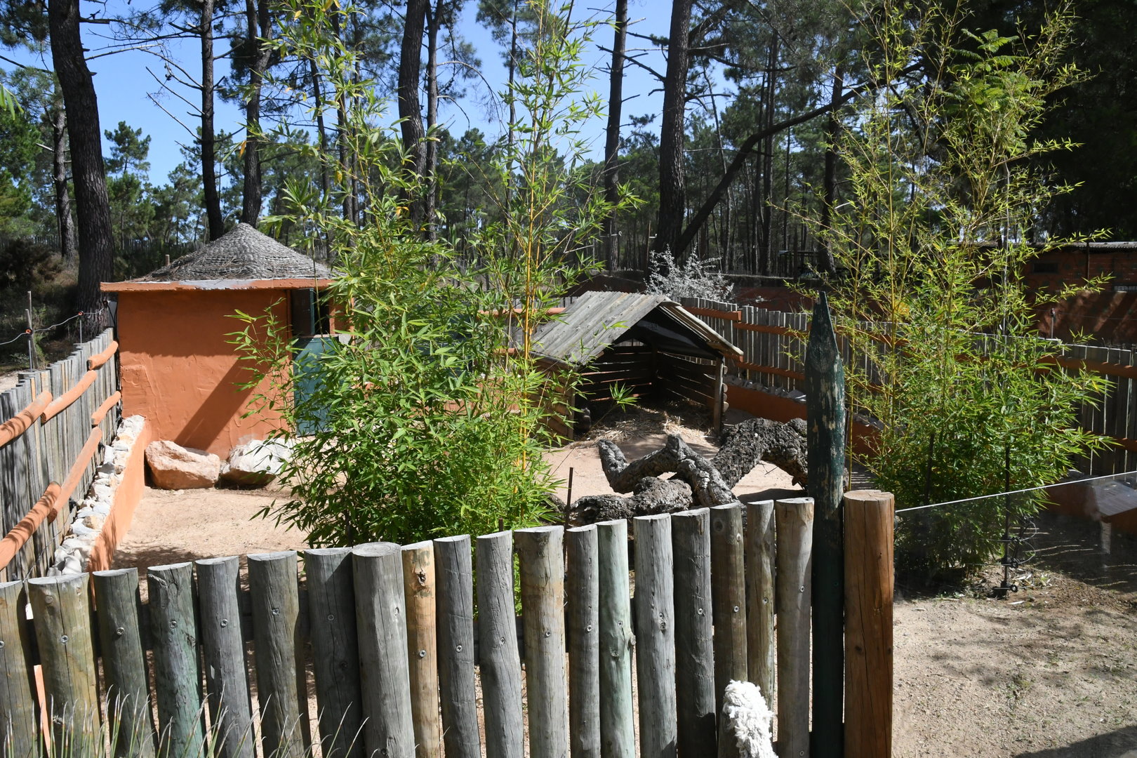 South African Porcupine pen