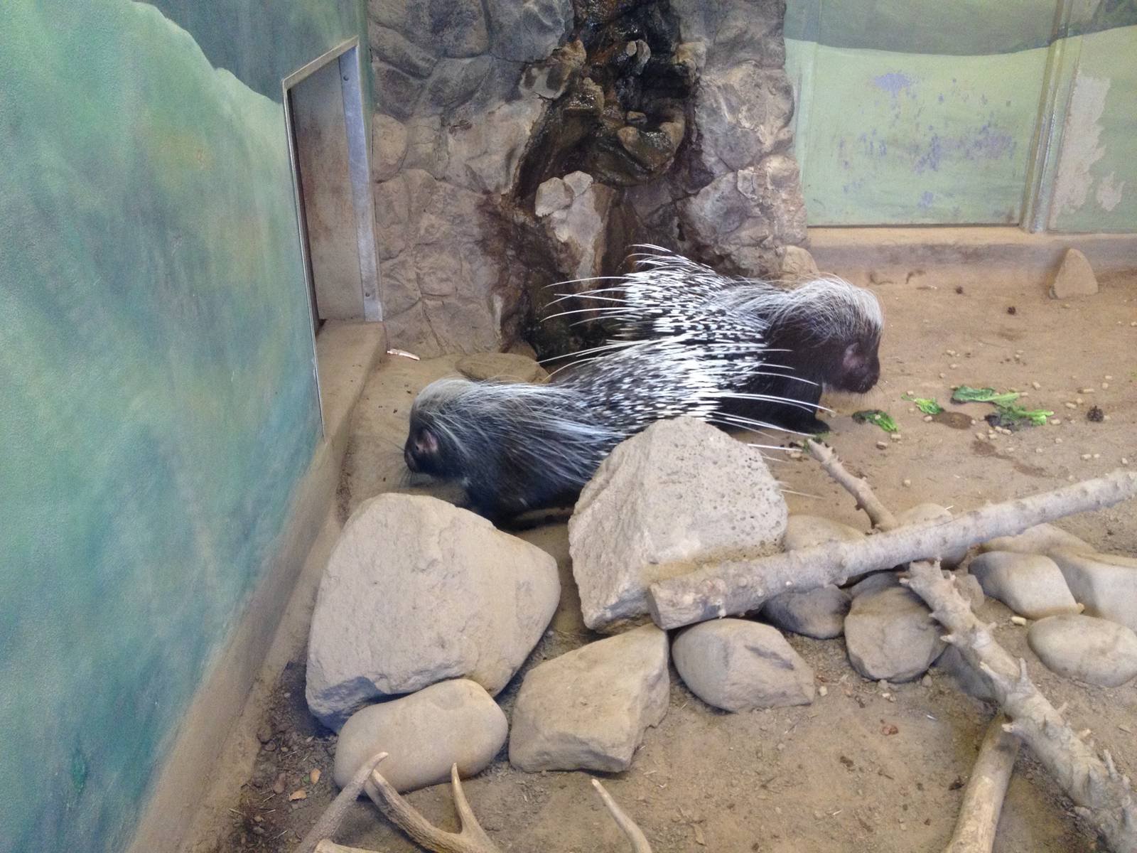 South African Porcupine