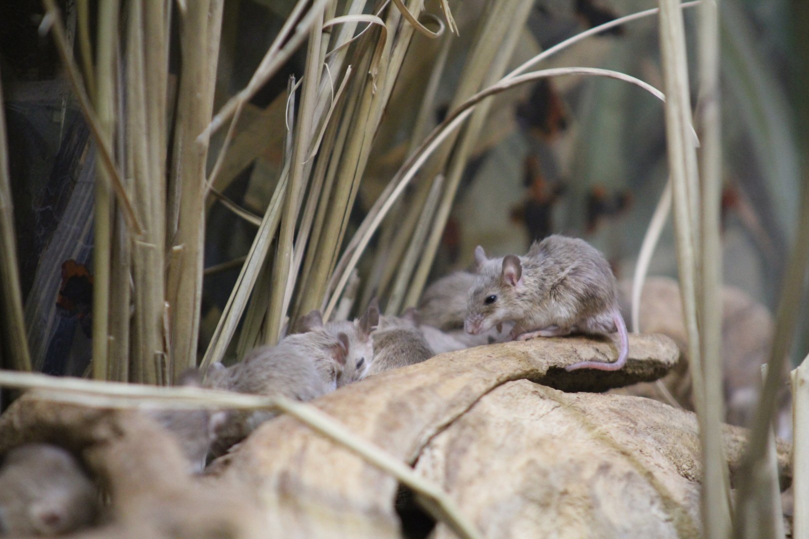 South African Pygmy Mouse
