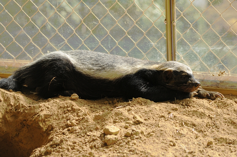 South African Ratel at Cologne