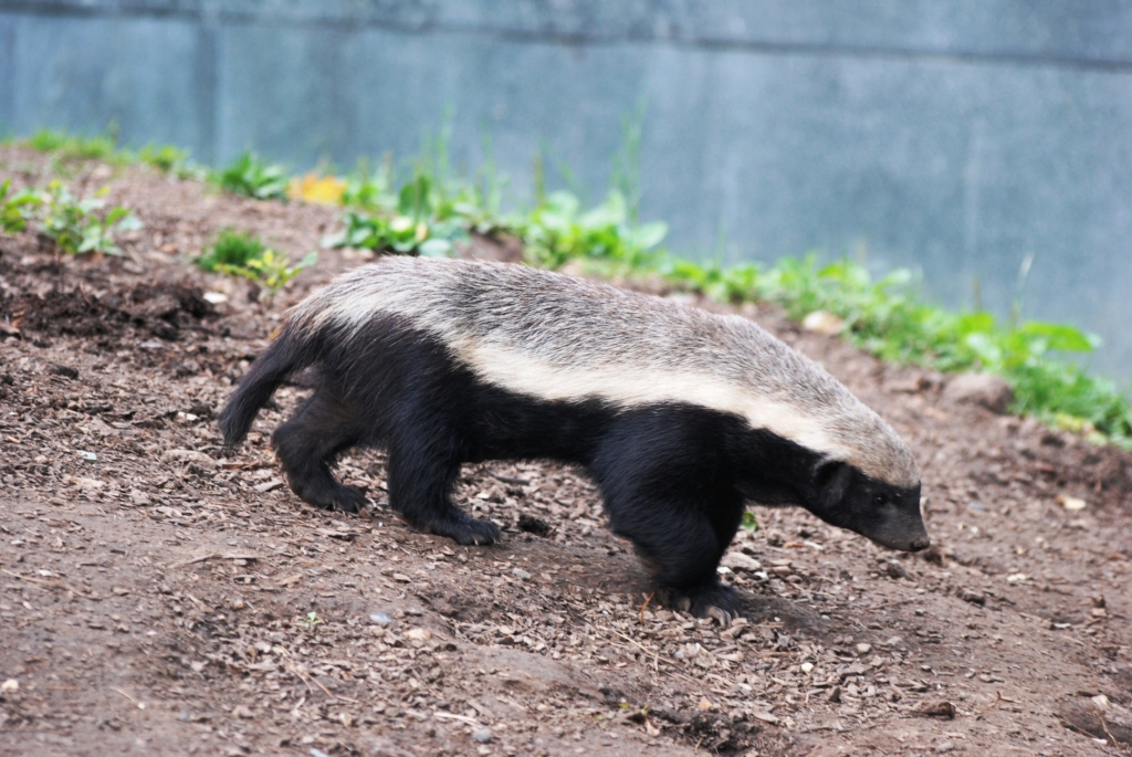 South African Ratel at Howletts, 30/08/14