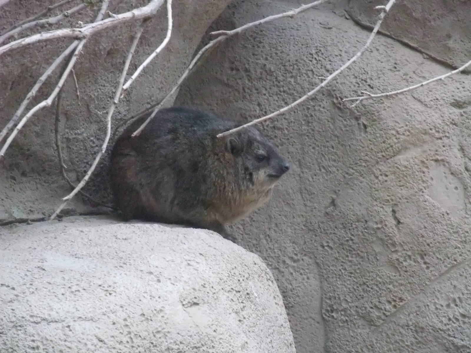 South African Rock Hyrax at Chester, 04/02/12