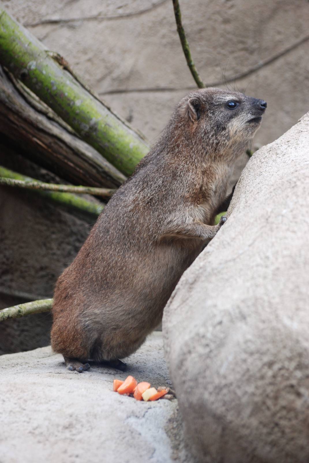 South African Rock Hyrax at Chester, 15/07/12