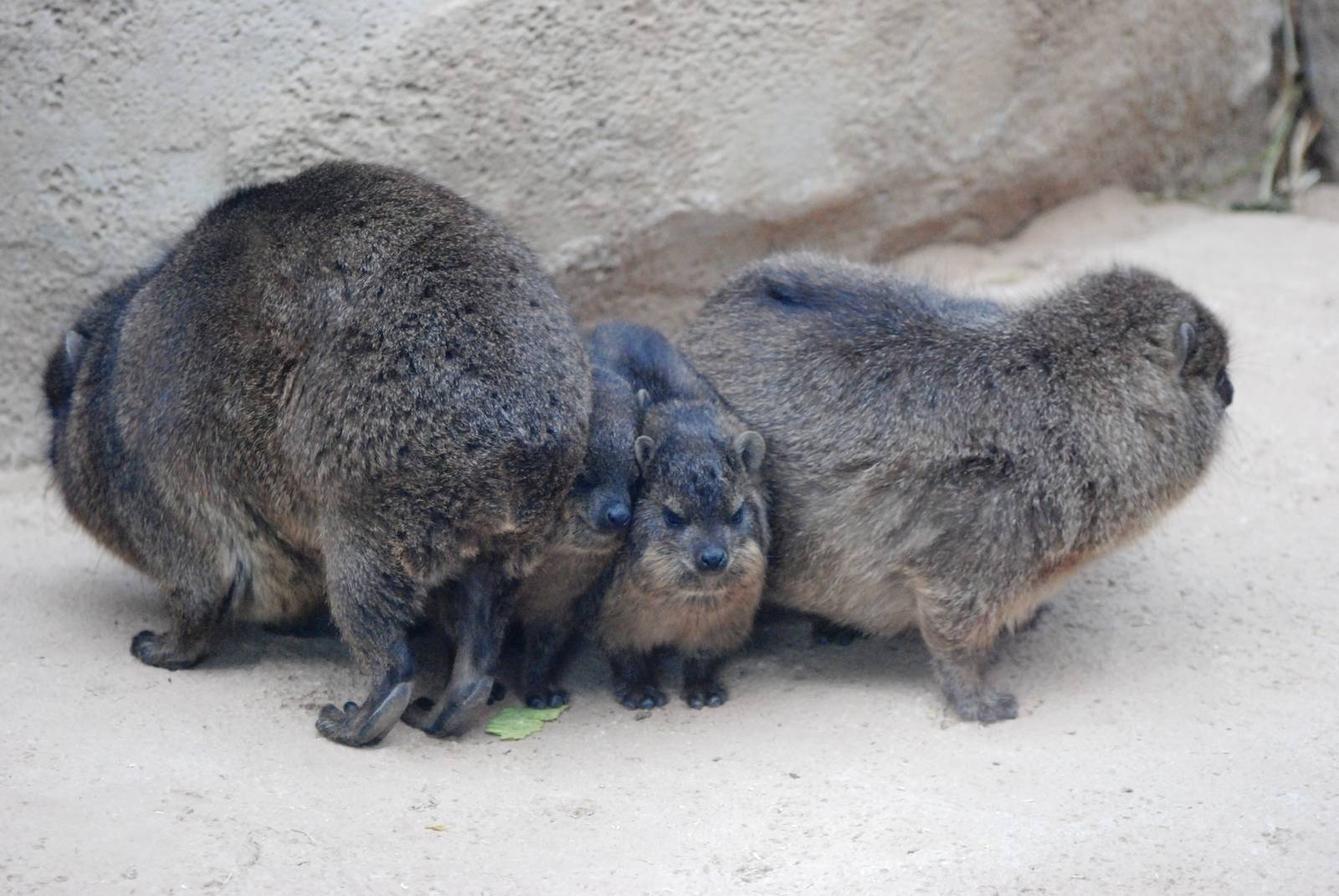 South African Rock Hyrax at Chester, 24/02/13