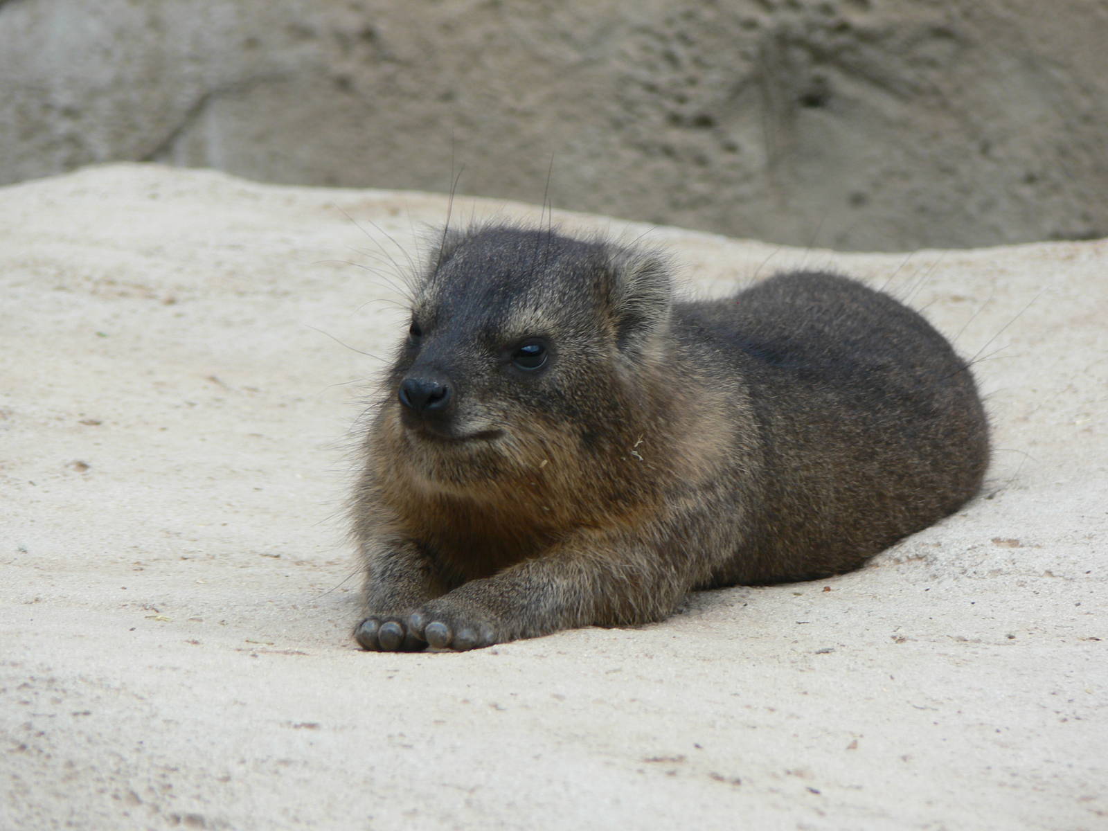 South African Rock Hyrax at Chester Zoo, 06/07/13