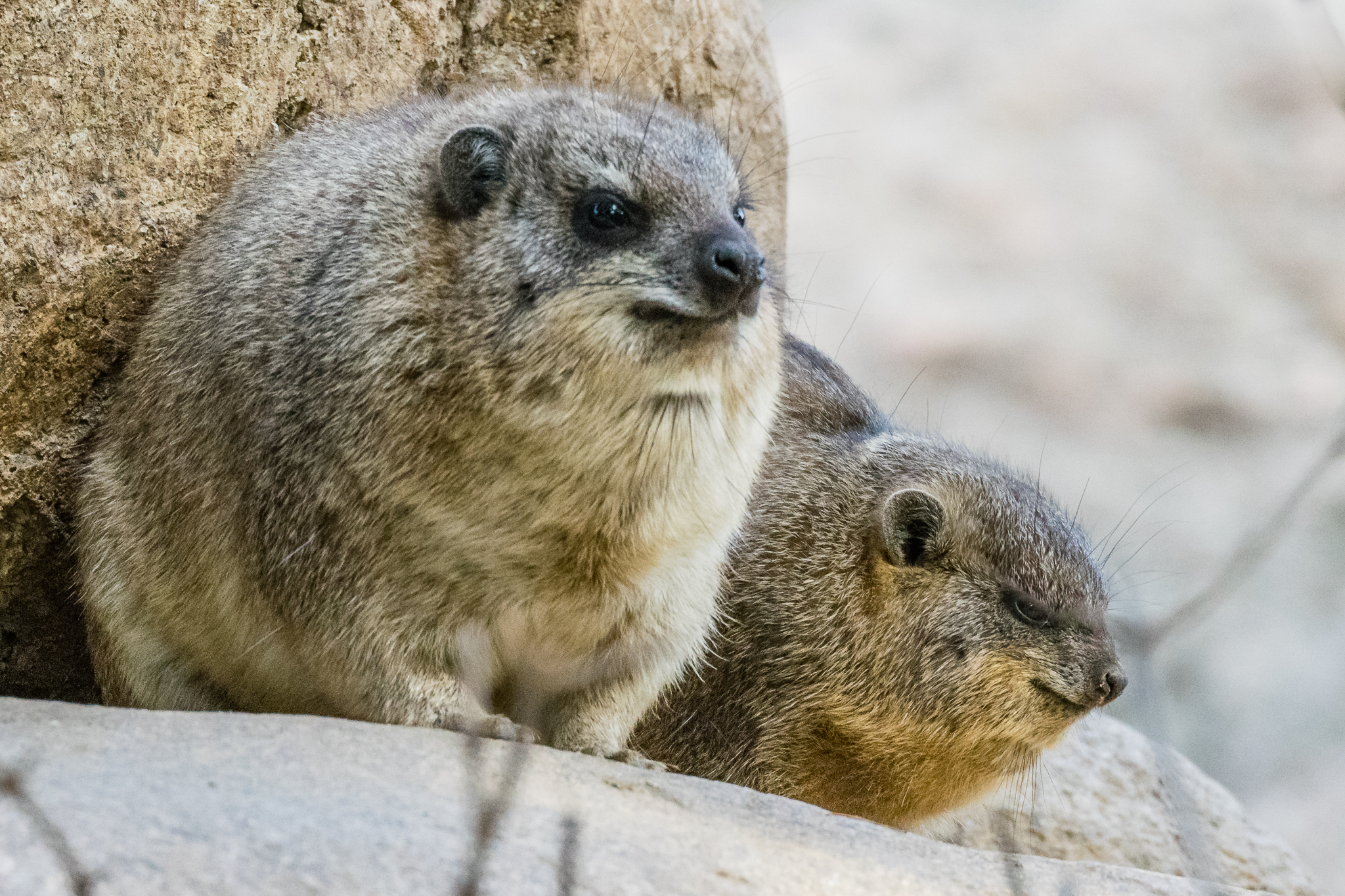 South African Rock Hyrax in the Kopje