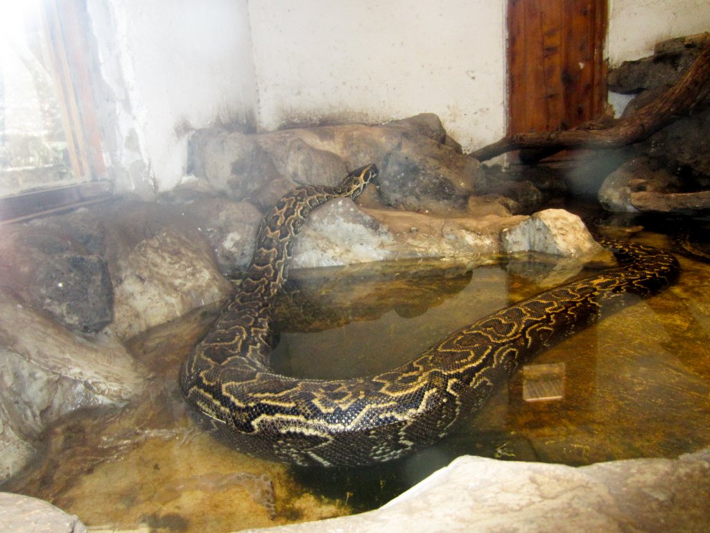 South African Rock Python