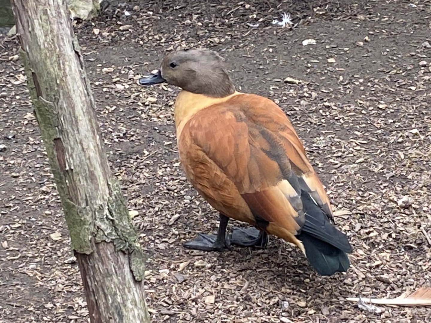 South African shelduck 101025