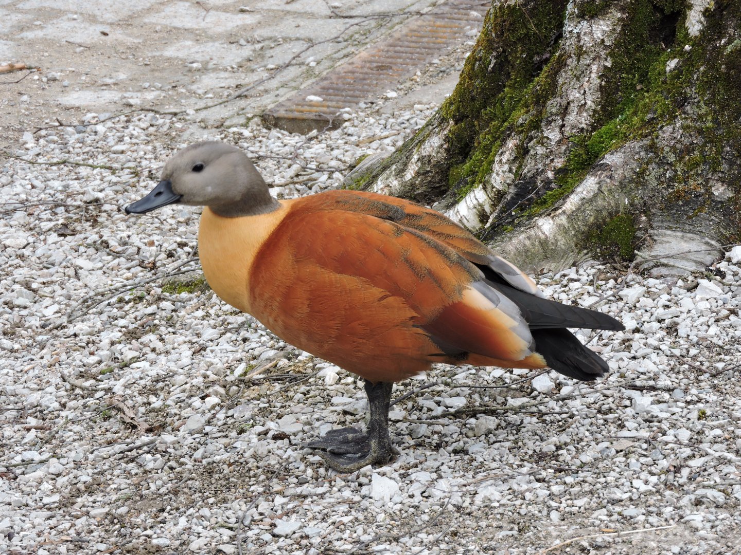South African shelduck [2015]