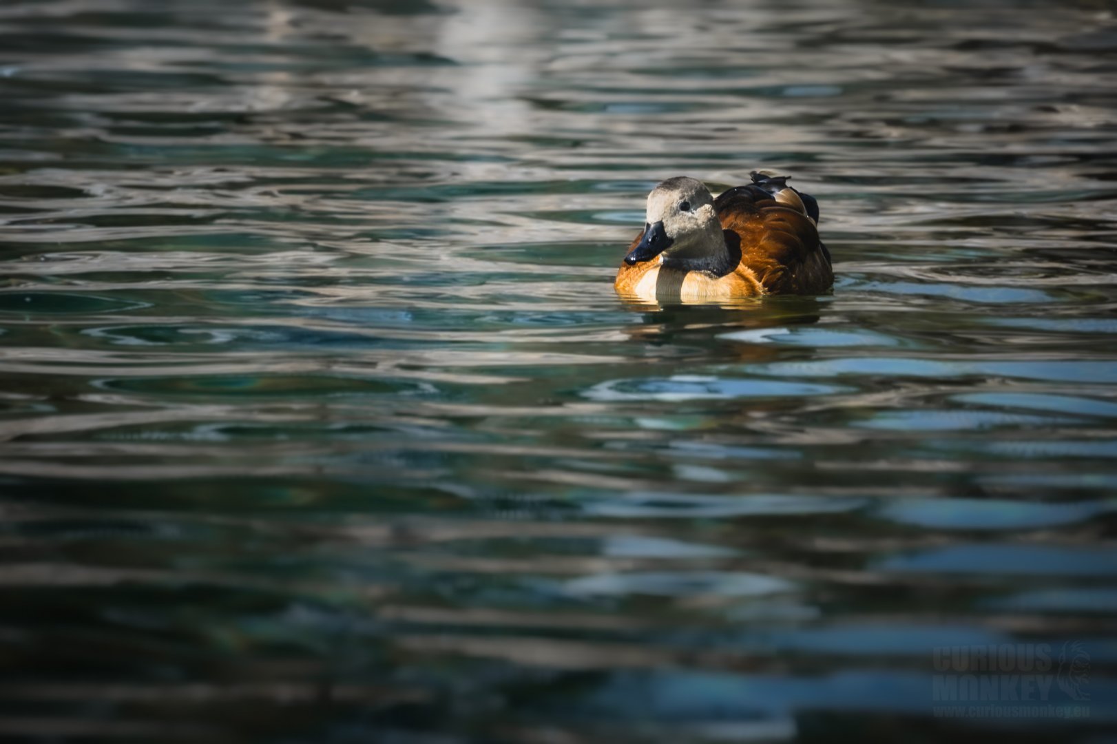 South African Shelduck (tadorna cana) 08/24