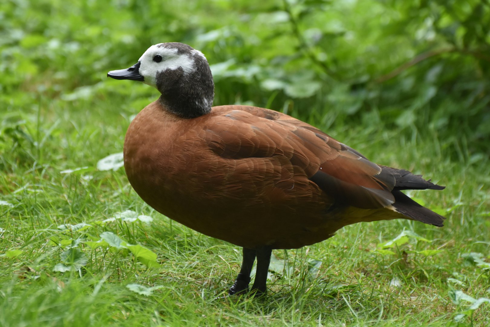 South African Shelduck Tadorna cana