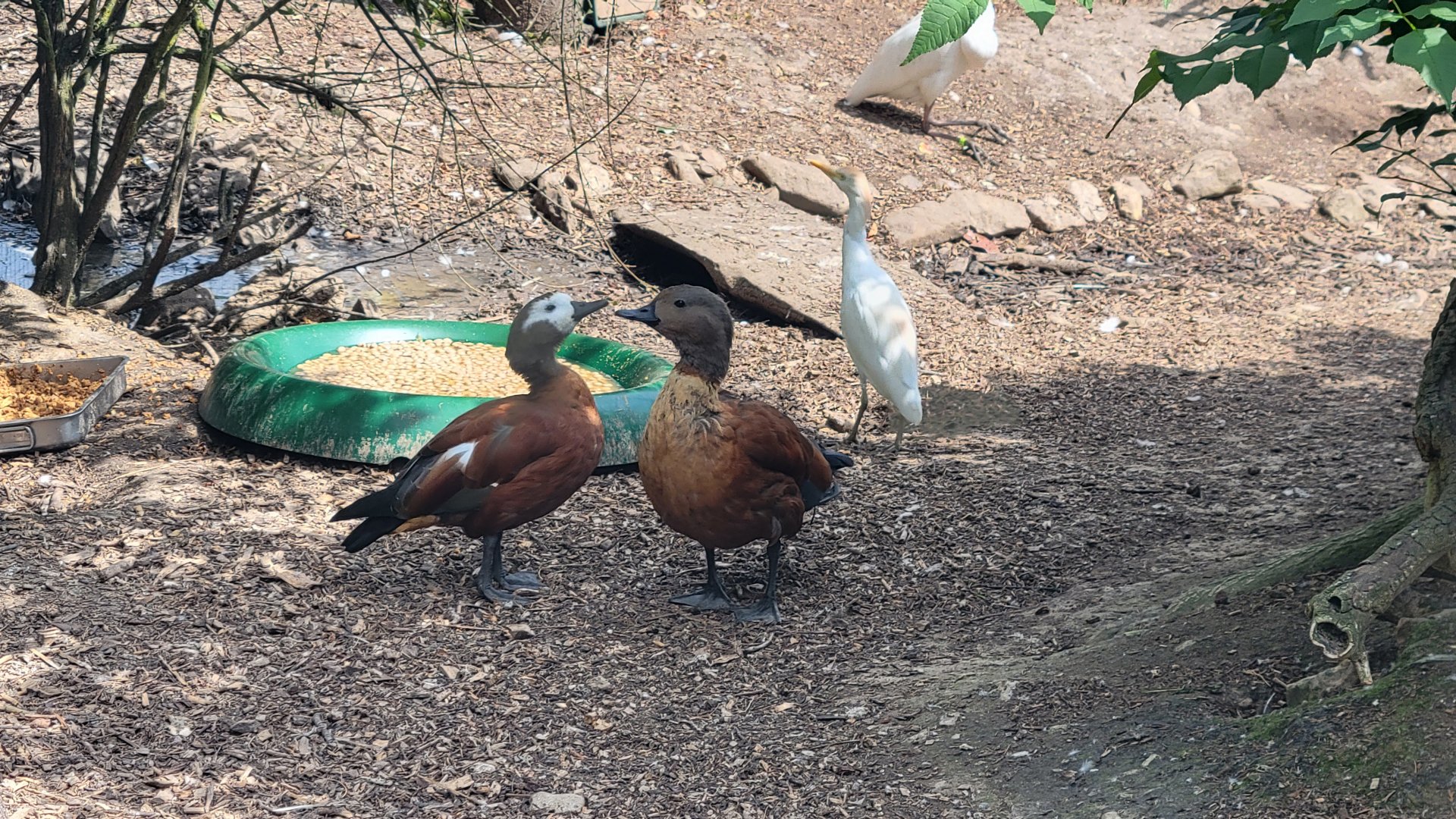 South African Shelduck (Tadorna cana)