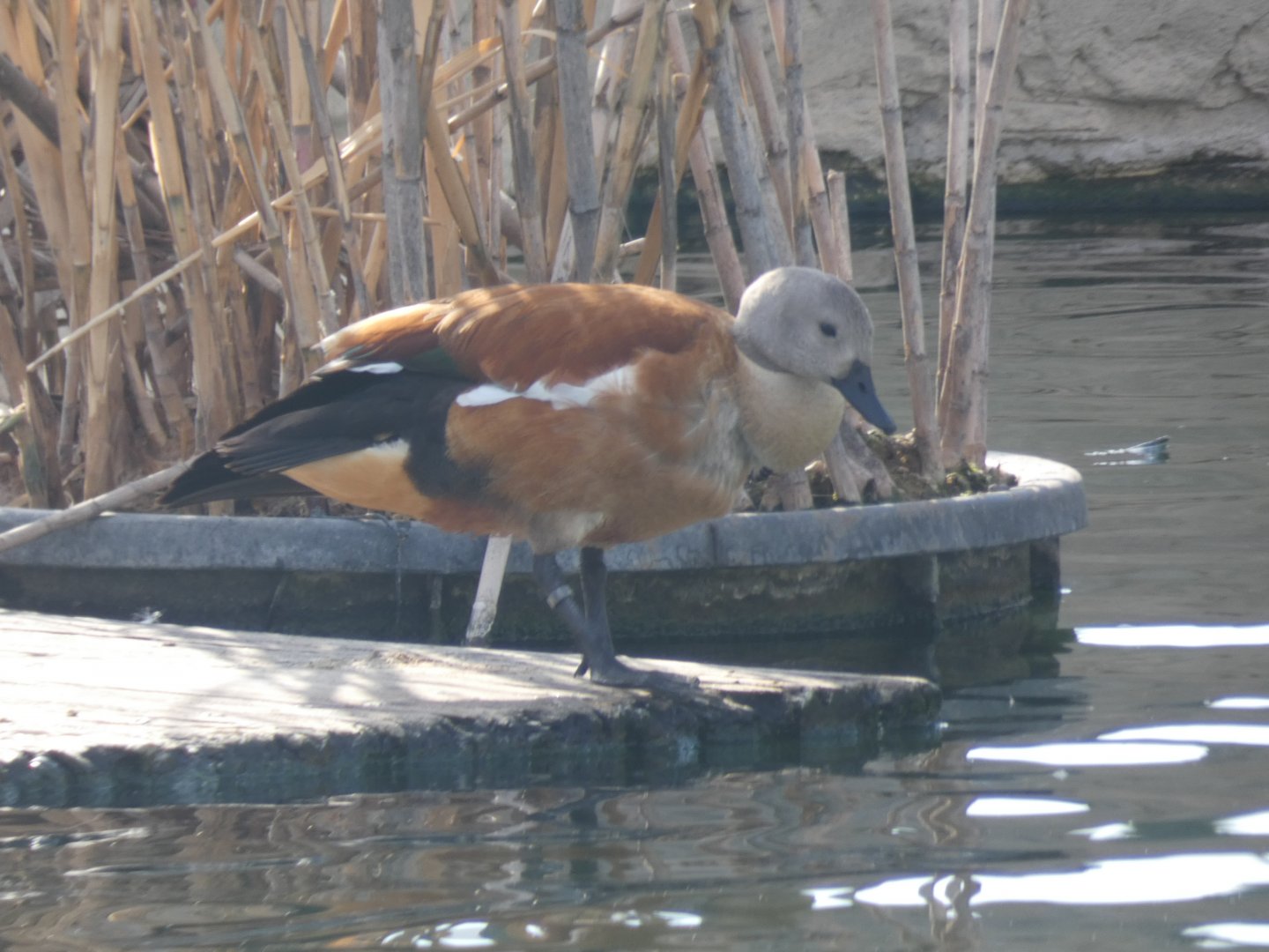 South African Shelduck