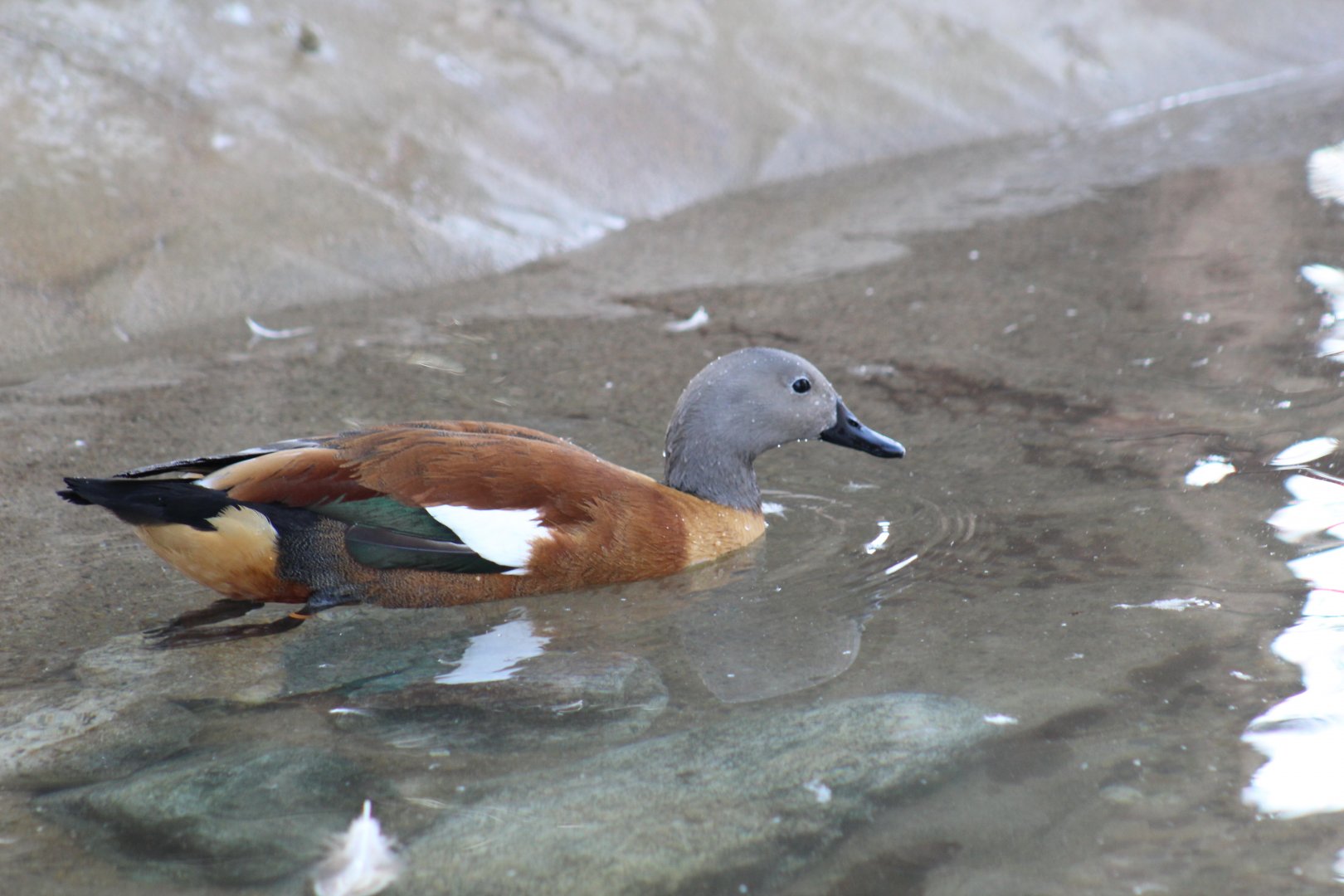 South African Shelduck