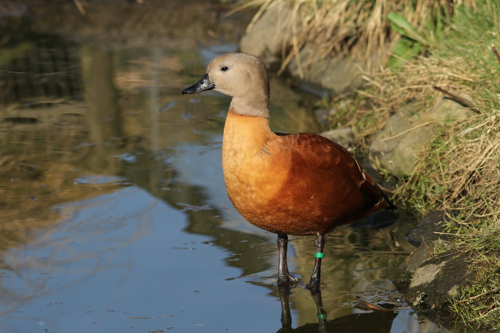 South African Shelduck