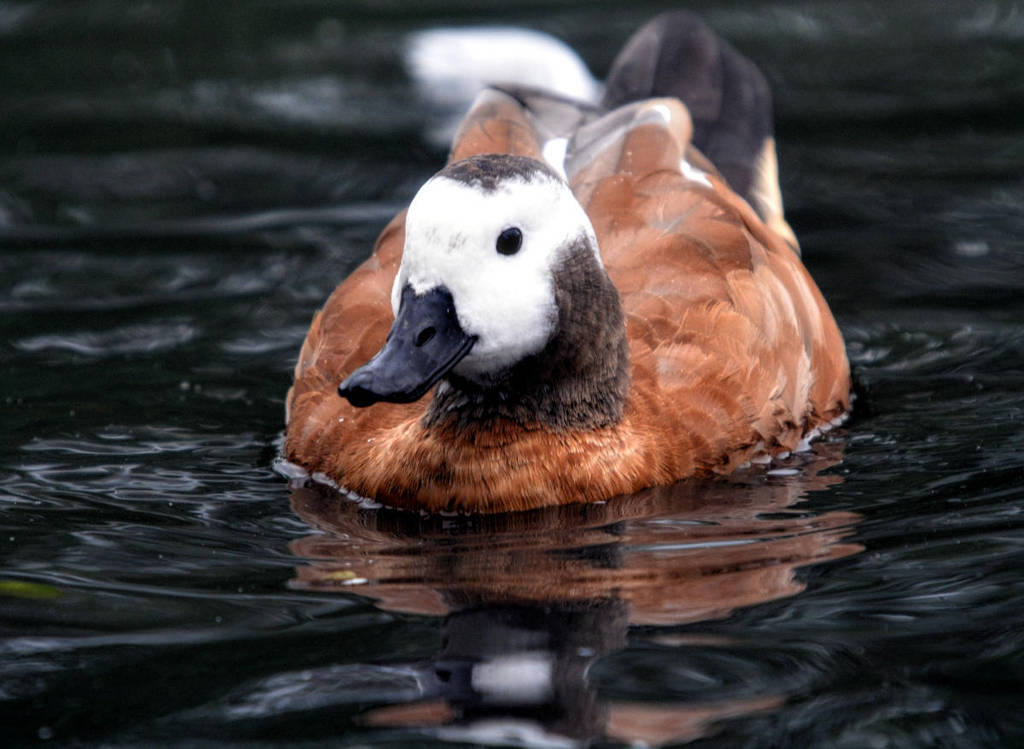 South African shelduck