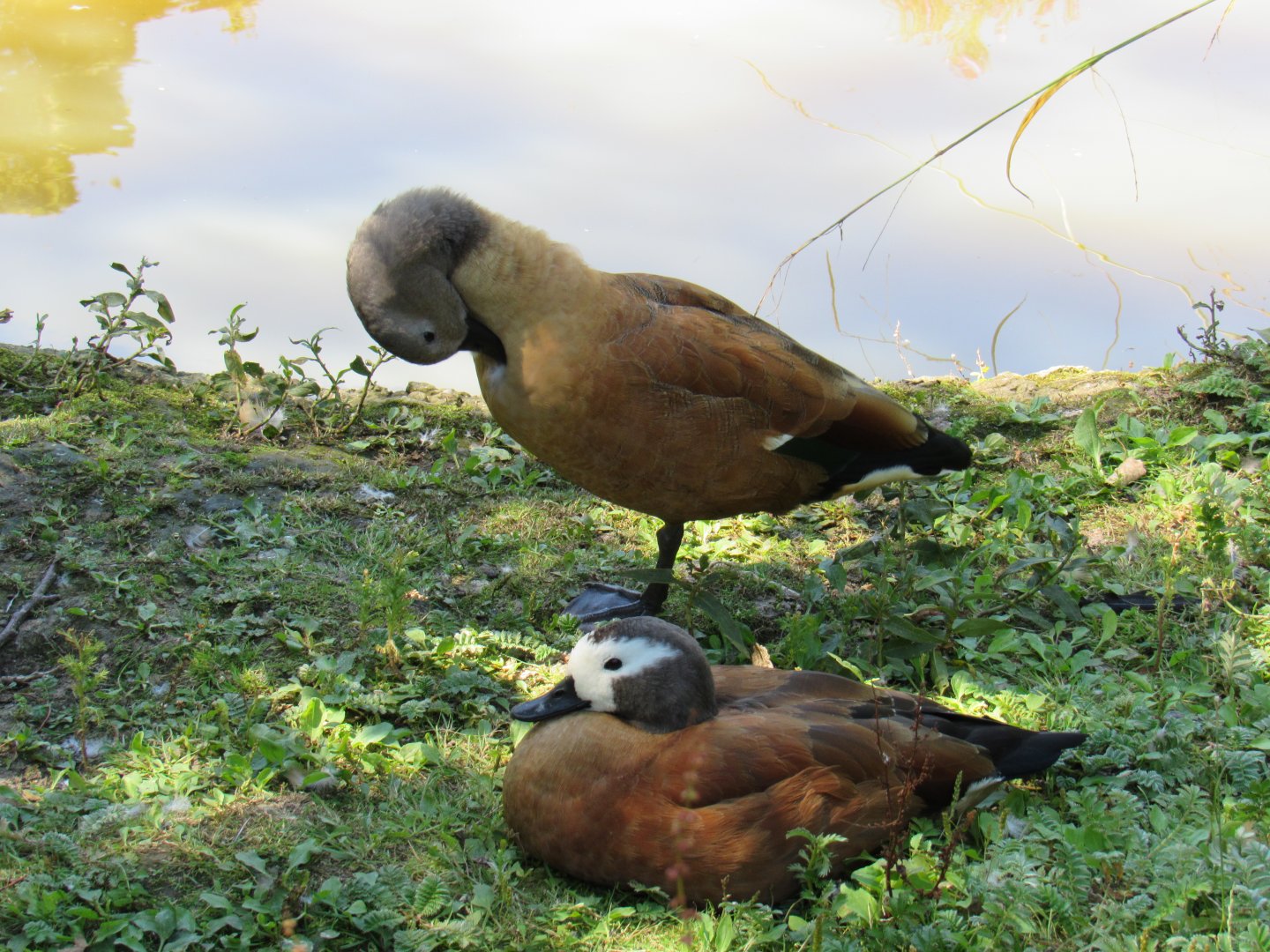 South African Shelduck