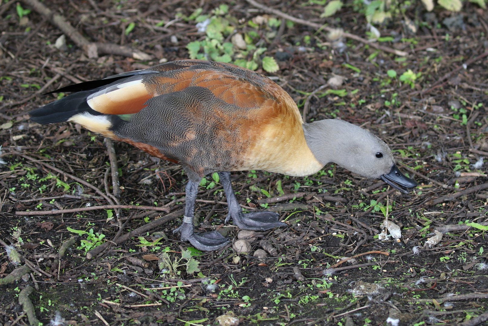 South African Shelduck