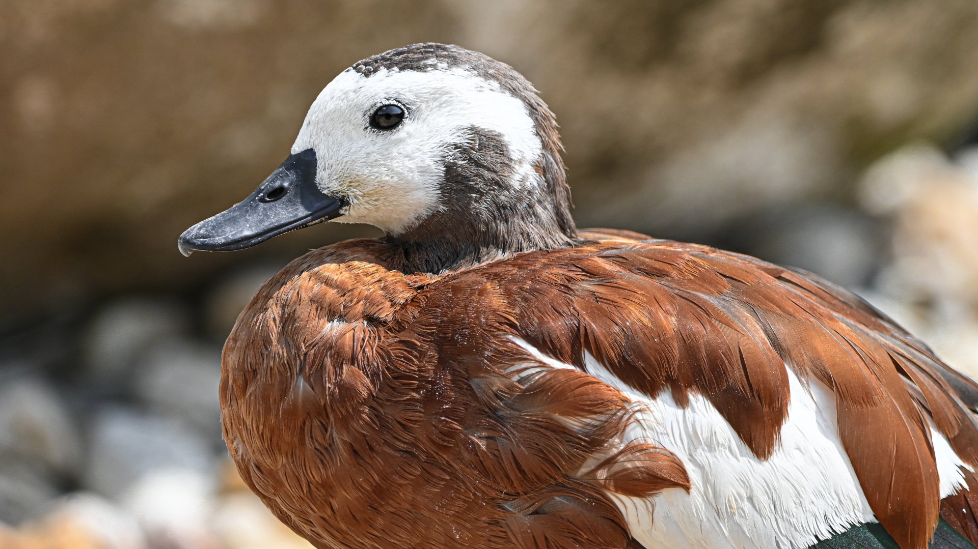 South African shelduck