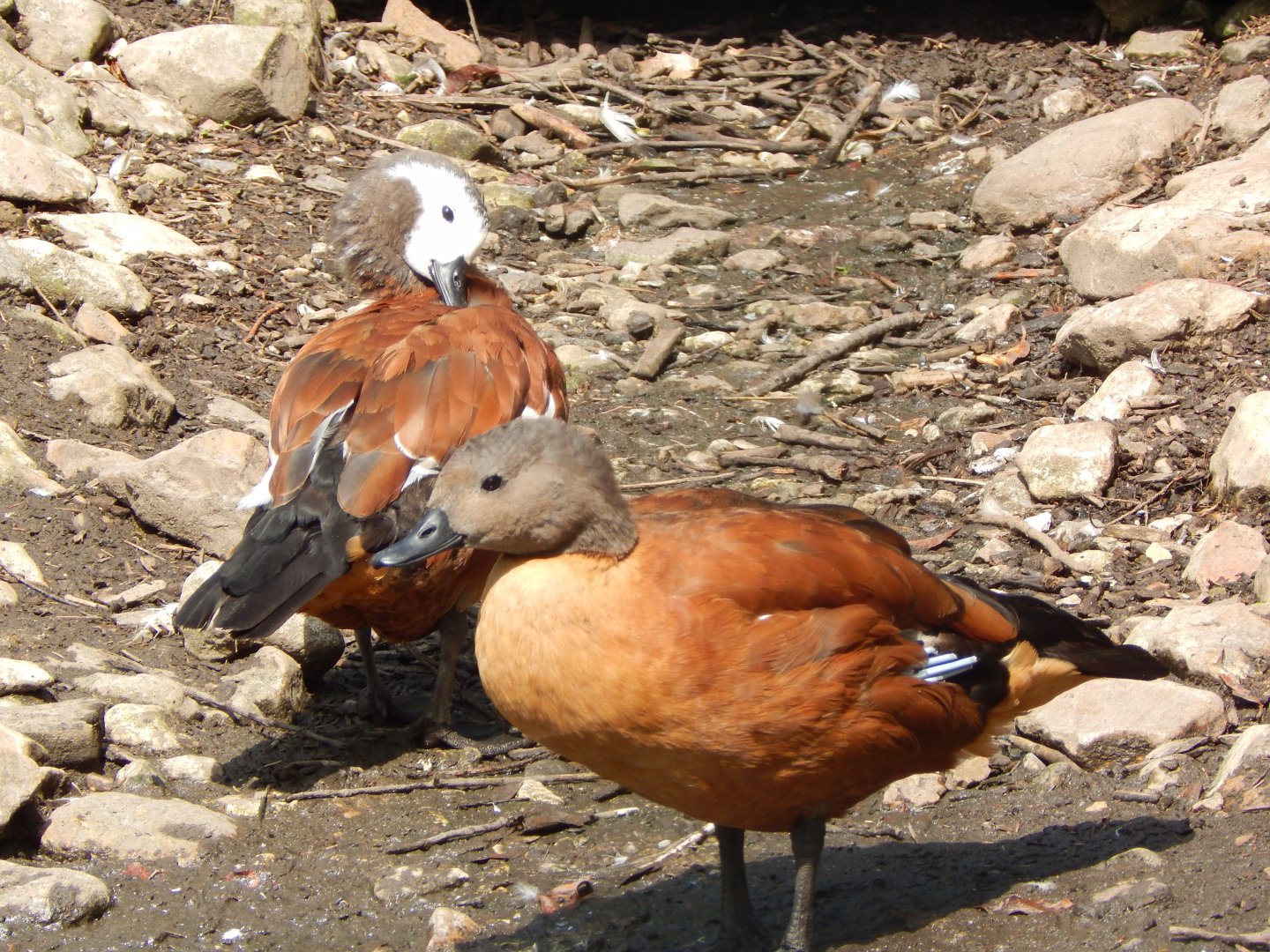 South African shelducks 060625