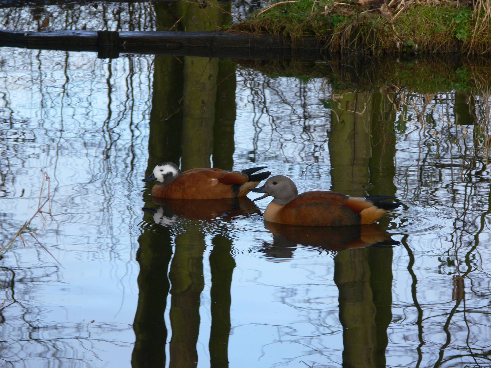 South African Shelducks at Martin Mere WWT 08/12/12