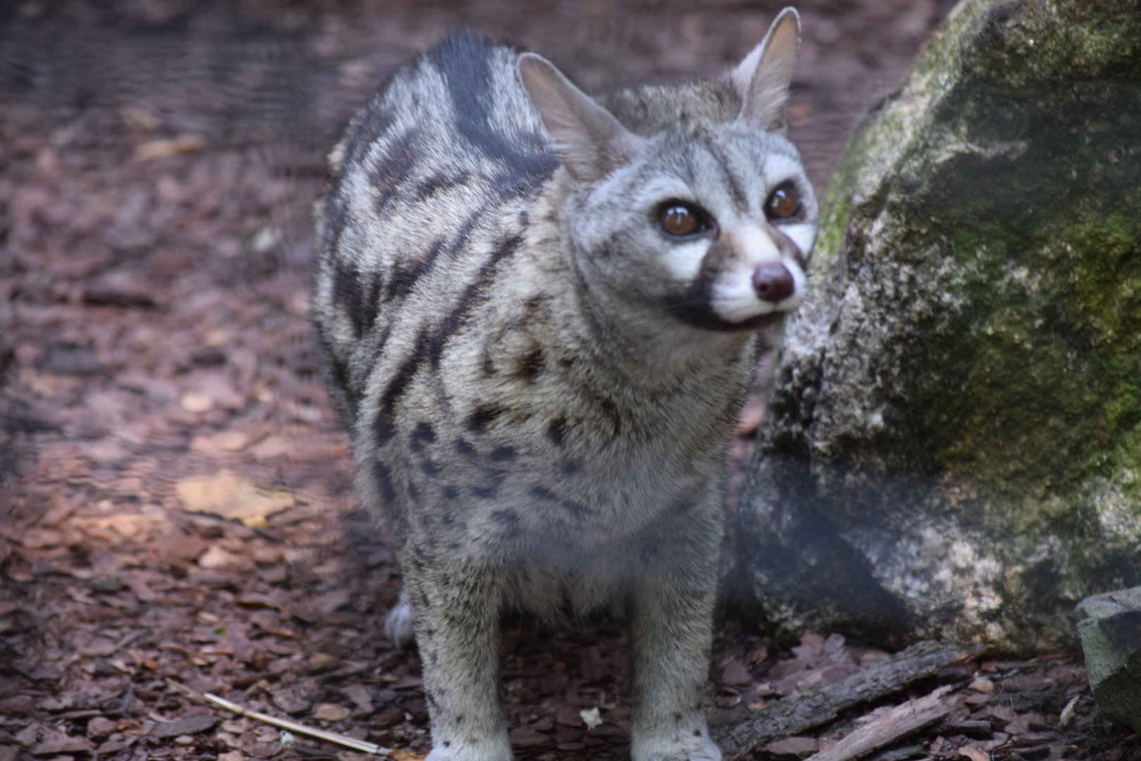 South African small-spotted genet - June 2019