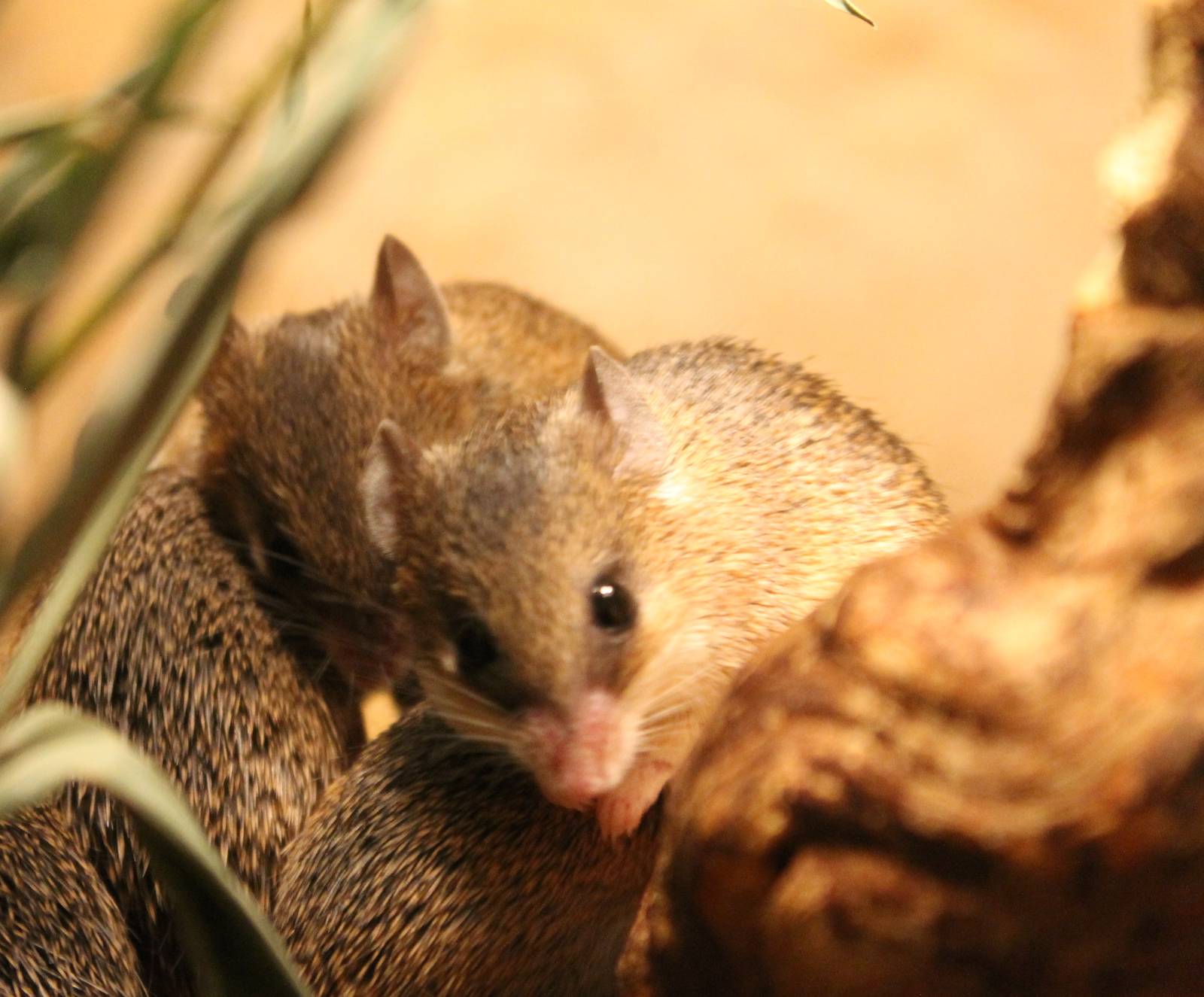 South African spiny mice