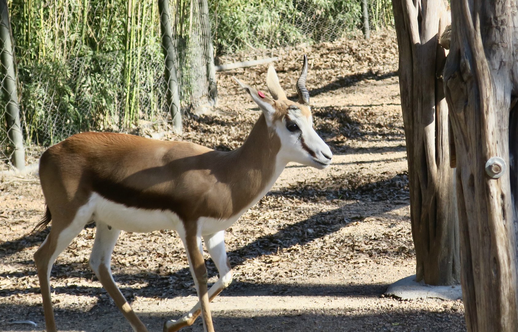 South African Springbok (Antidorcas marsupialis marsupialis)