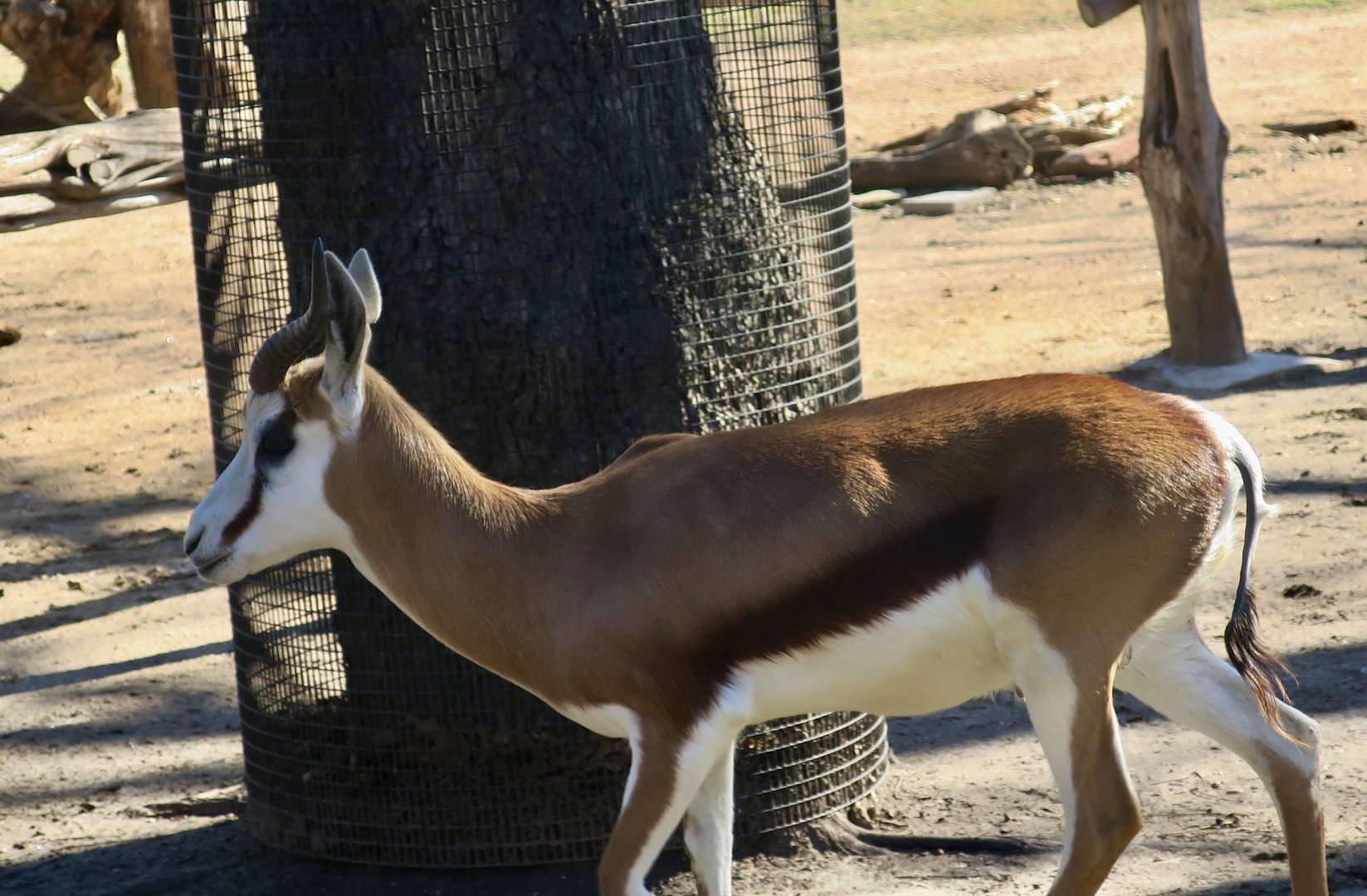 South African Springbok (Antidorcas marsupialis marsupialis)