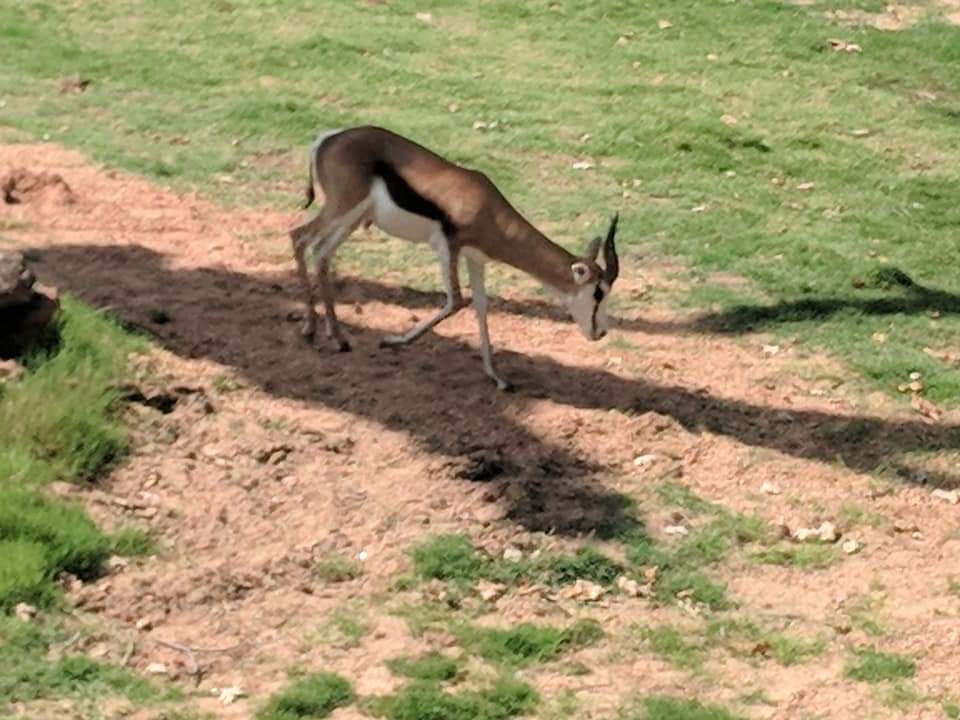 South African springbok (Antidorcas marsupialis)