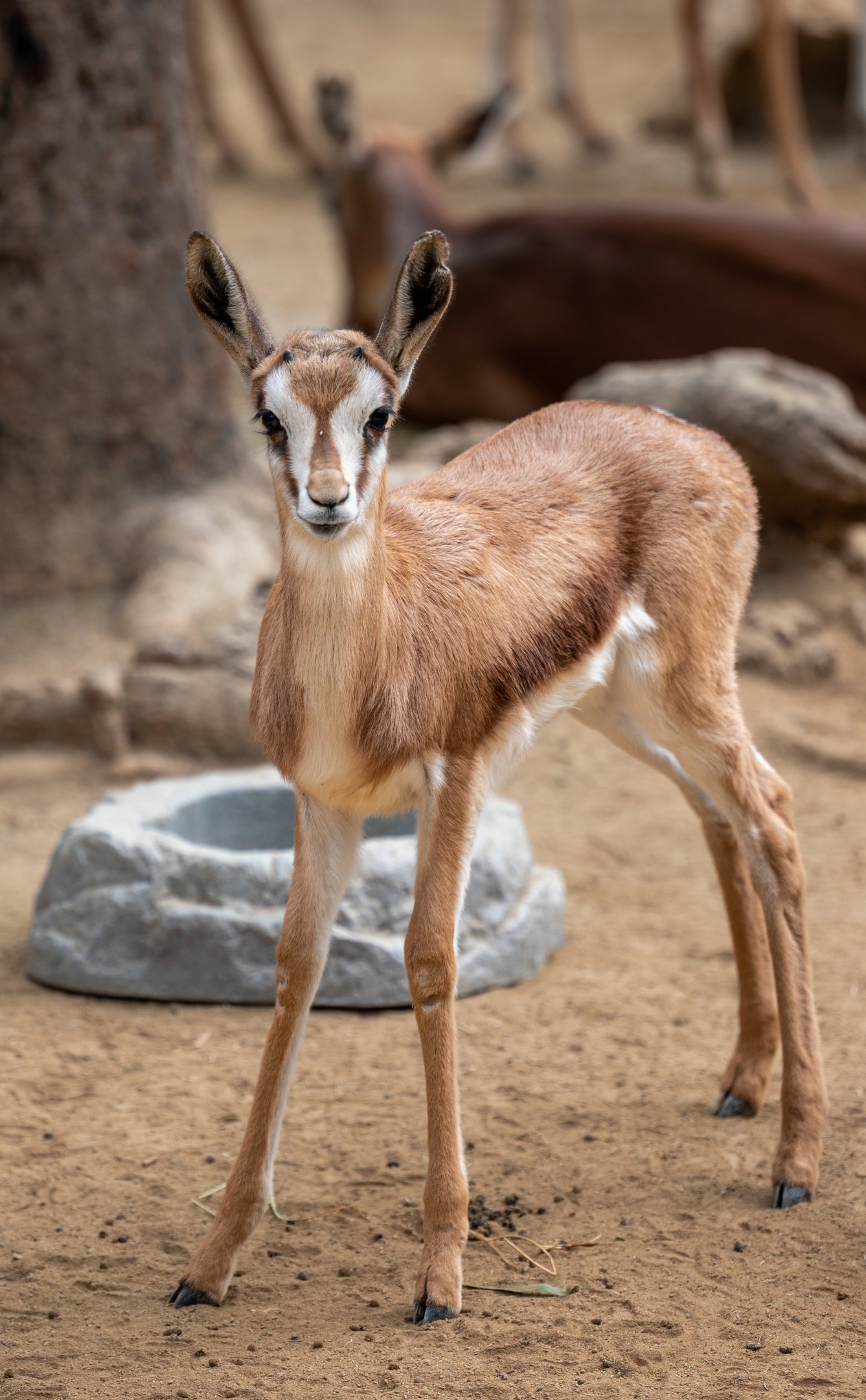 South African Springbok fawn