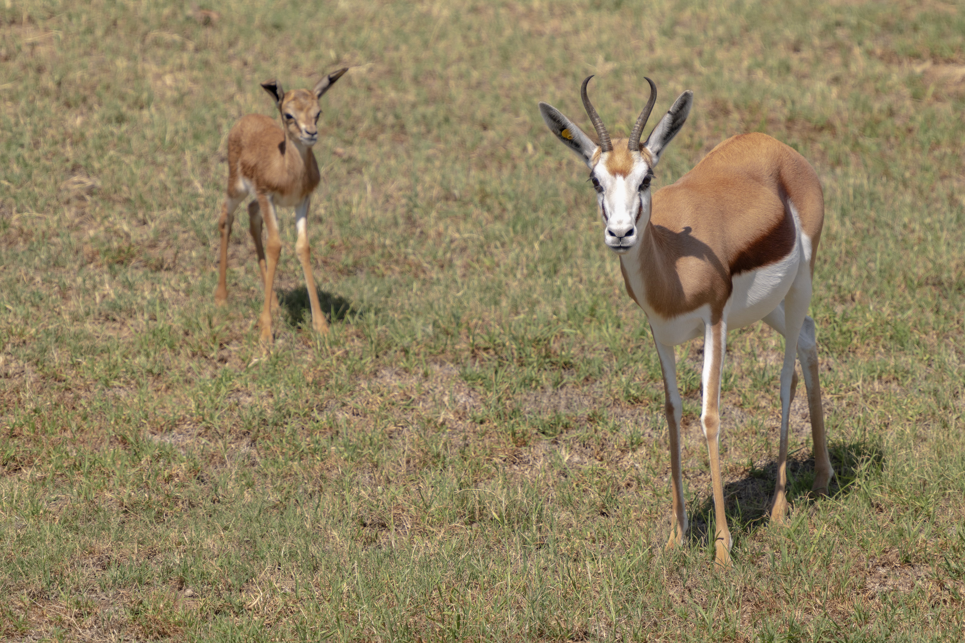 South African Springbok with fawn