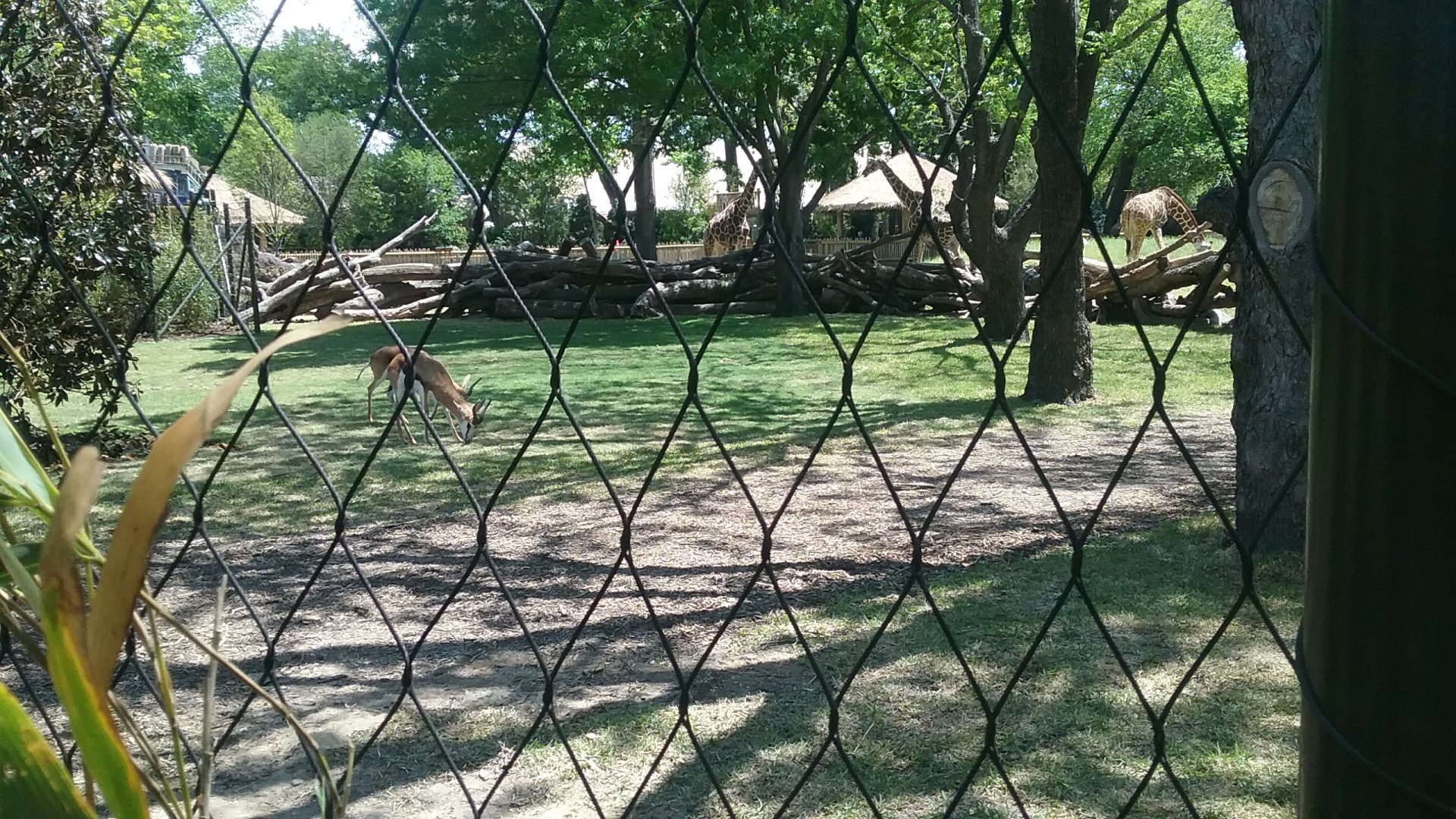 South African springbok