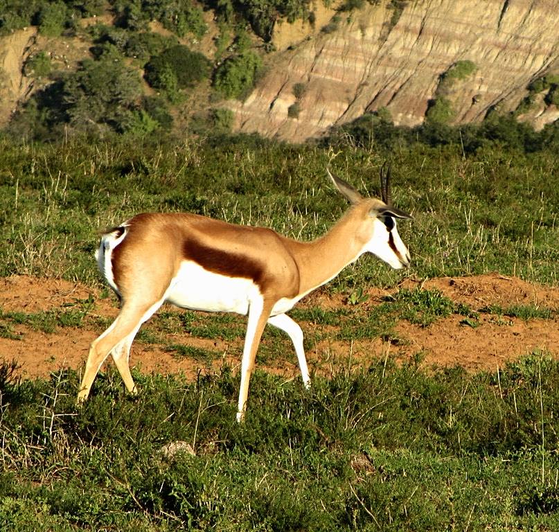 South African Springbok
