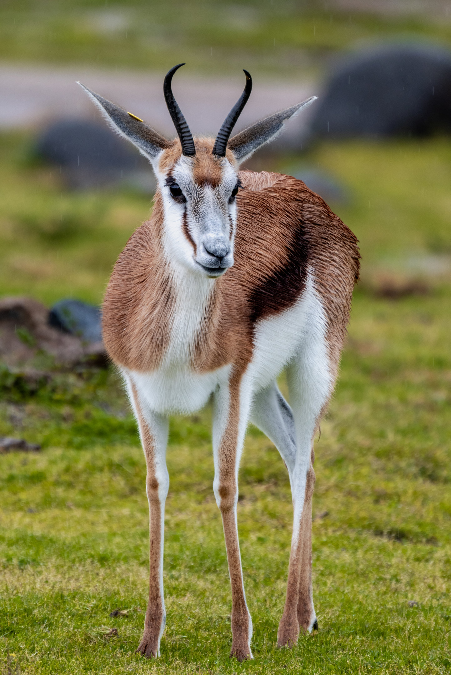 South African Springbok