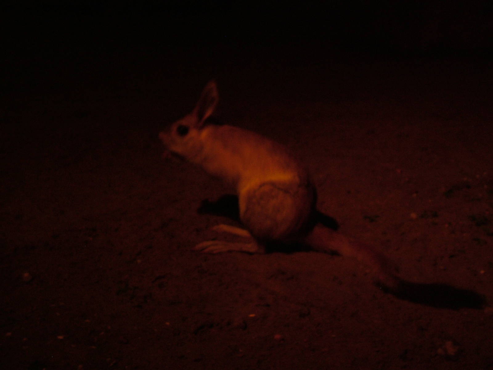 South African Springhaas at Berlin Zoo, 31/08/11