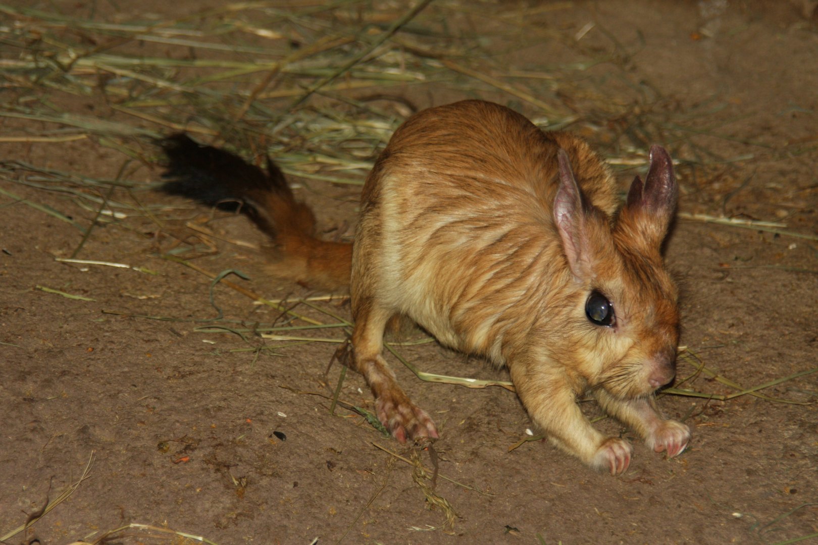 South African springhaas (Pedetes capensis) 2013