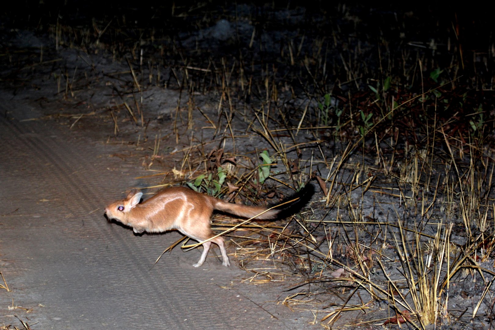 South African springhare (Pedetes capensis)