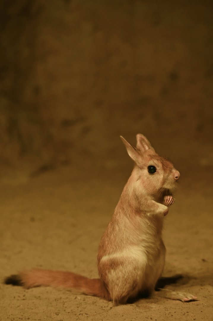 South African springhare (Pedetes capensis)