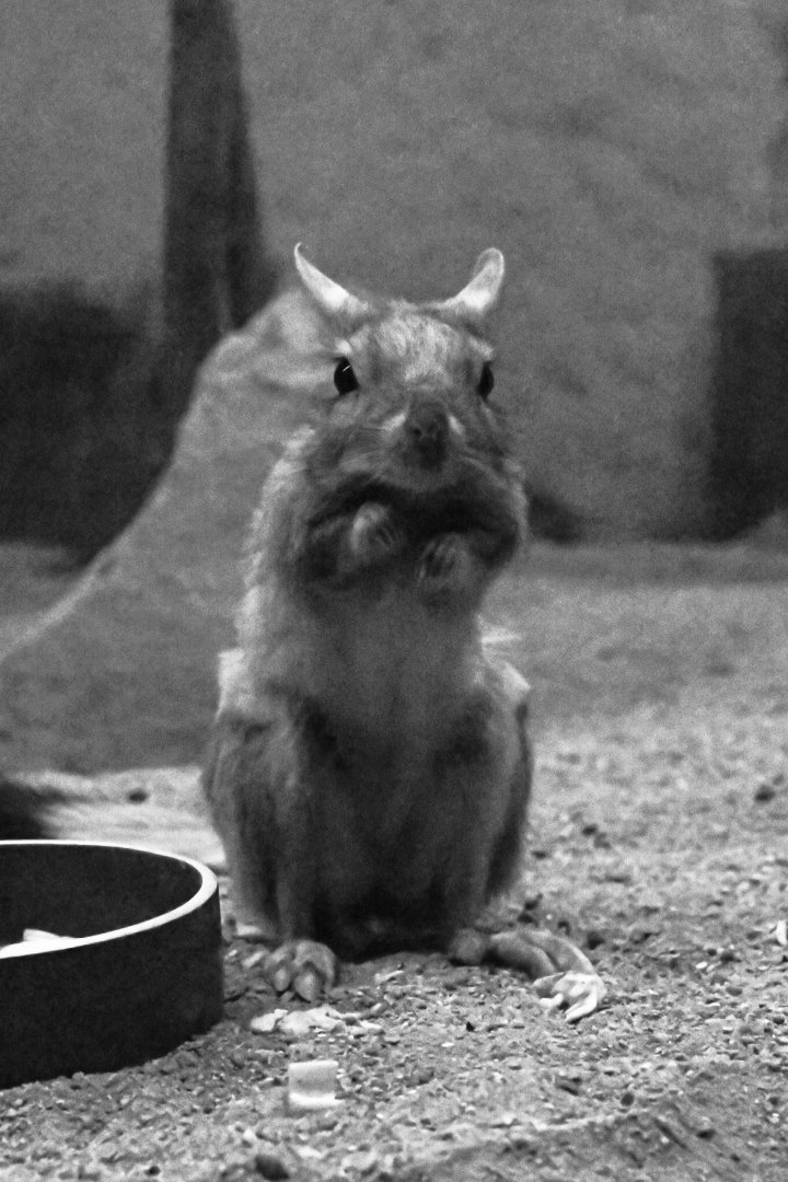 South African springhare