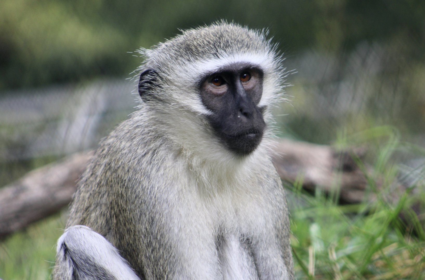 South African Vervet Monkey (Chlorocebus pygerythrus pygerythrus)