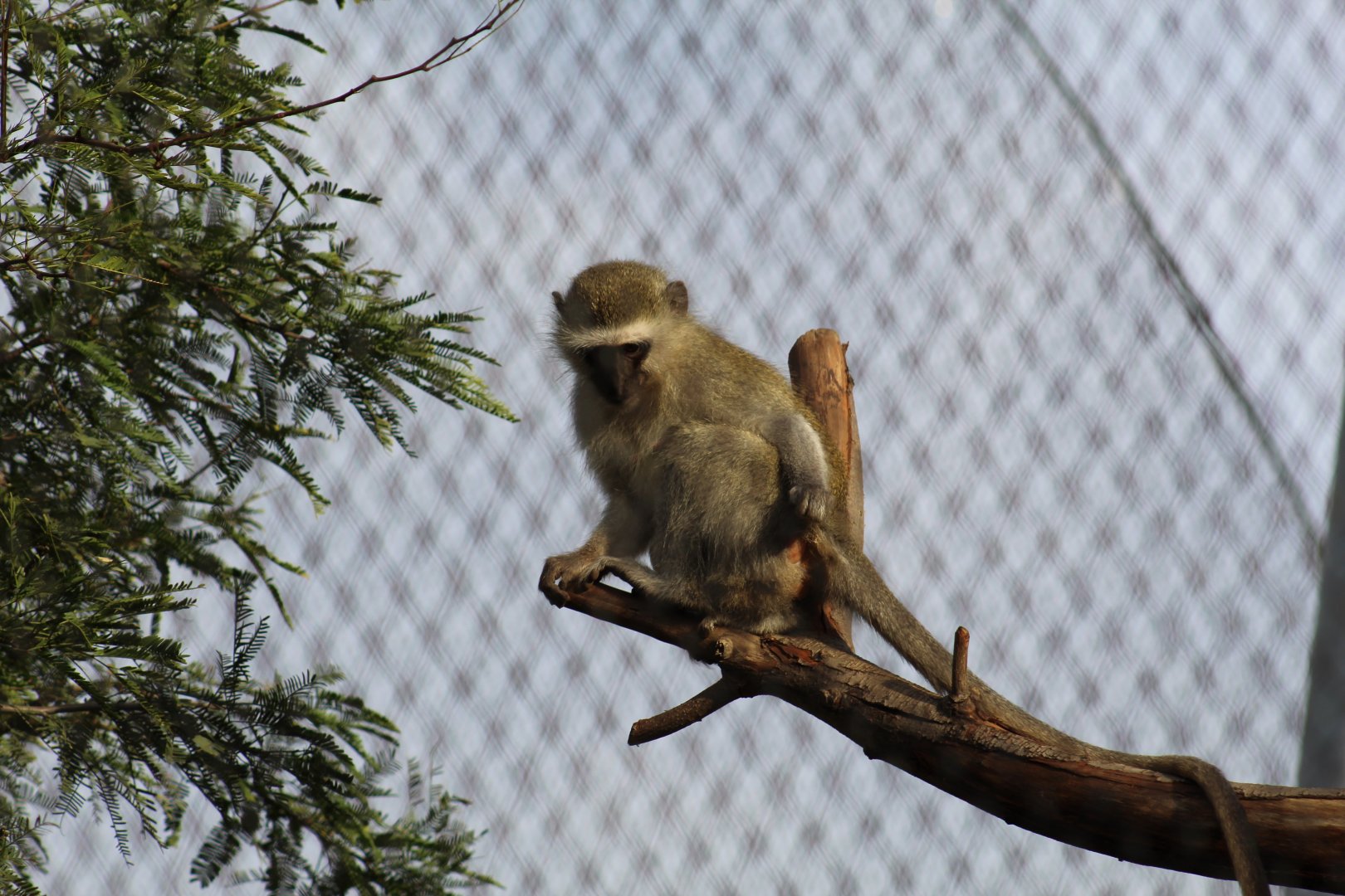 South African Vervet